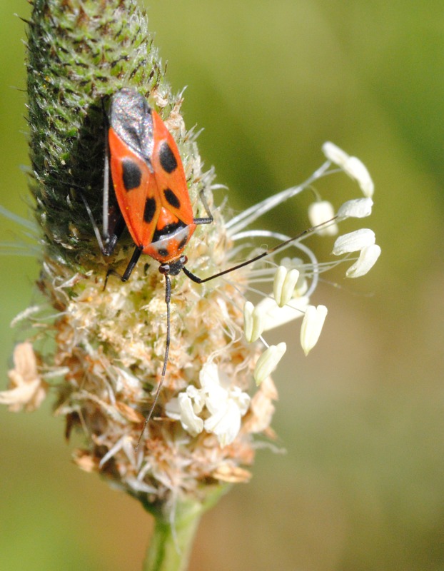 Miridae: Calocoris nemoralis